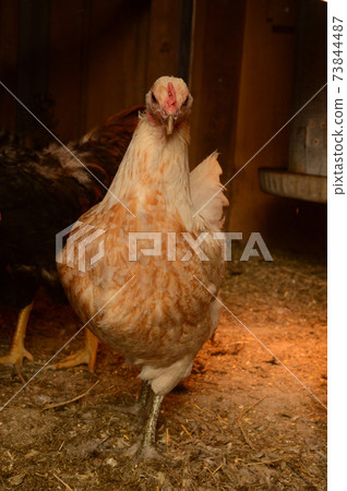 Inside the Chicken Coop 73844487