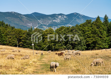 View of Vercors landscape, sheeps with cattle dog near Chamaloc, France View of Vercors landscape, sheeps with cattle dog near Chamaloc, France 73844939