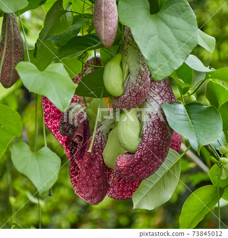 giant dutchmans pipe, lat aristolochia gigantea amid lush green leaves 73845012