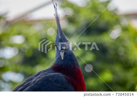 Victoria crowned pigeon, Latin Goura victoria, looks straight into the camera Victoria crowned pigeon, Latin Goura victoria, looks straight into the camera 73845014