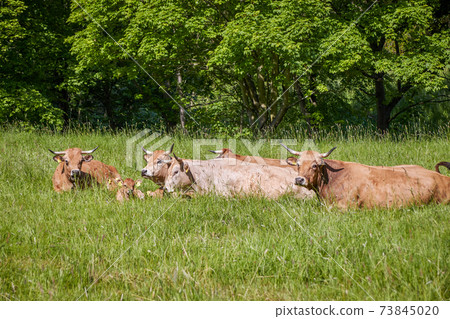 brown cows lie on a lush green meadow brown cows lie on a lush green meadow 73845020