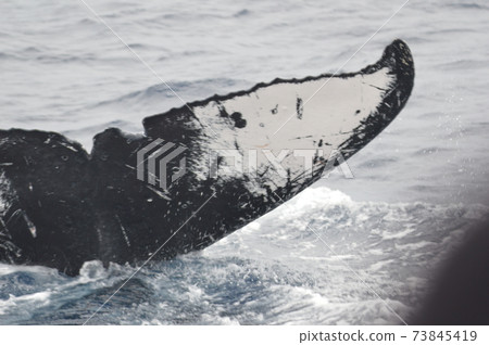 The tail of the humpback whale (Kerama Islands inland / Okinawa Prefecture) 73845419