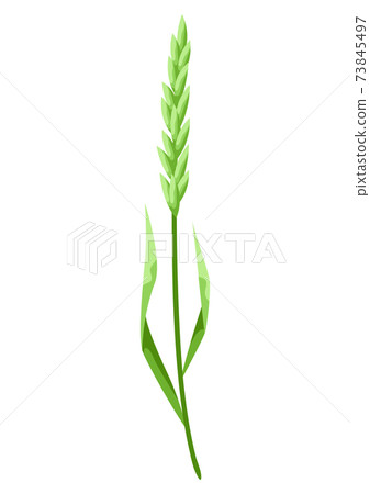 Illustration of stylized cereal grass. Illustration of stylized cereal grass. 73845497