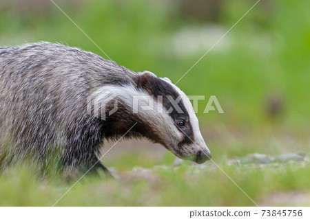 Closeup side view of European Badger outdoors. Closeup side view of European Badger outdoors. 73845756