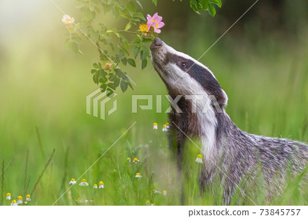 European badger is sniffing flowering wild rose. European badger is sniffing flowering wild rose. 73845757