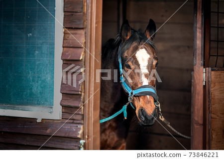 racing horse in a stable on a farm 73846221