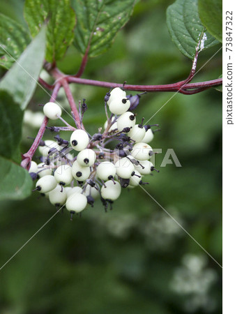Derain White close-up. Plants of Siberia, nature Derain White close-up. Plants of Siberia, nature 73847322