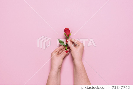 Red rose in woman hands, top view. Mother day celebration concept 73847743