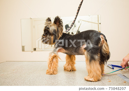 grooming procedures for a favorite Yorkshire terrier 73848207