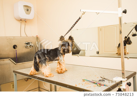 Yorkshire Terrier stands on the table in a beauty salon Yorkshire Terrier stands on the table in a beauty salon 73848213