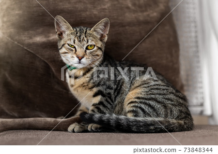 Cute little playful fluffy little tabby cat sitting cozy soft armchair with funny winking sispicious facial expression.. Fun happy domestic sly pet lying on brown sofa at yard Cute little playful fluffy little tabby cat sitting cozy soft armchair with funny winking sispicious facial expression.. Fun happy domestic sly pet lying on brown sofa at yard 73848344