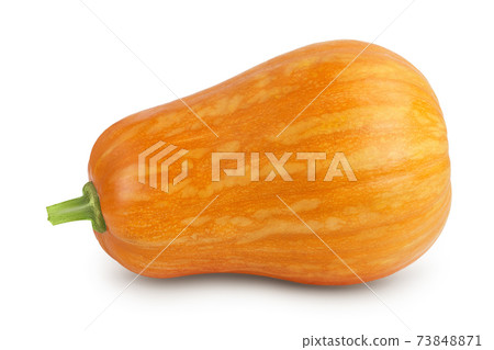 butternut squash isolated on white background with clipping path and full depth of field butternut squash isolated on white background with clipping path and full depth of field 73848871