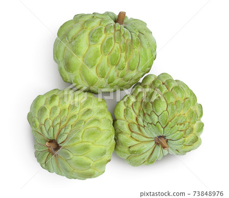 Sugar apple or custard apple isolated on white background with clipping path . Exotic annona or cherimoya fruit. Top view. Flat lay Sugar apple or custard apple isolated on white background with clipping path . Exotic annona or cherimoya fruit. Top view. Flat lay 73848976