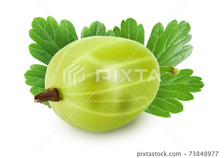 Green gooseberry isolated on white background with clipping path and full depth of field 73848977