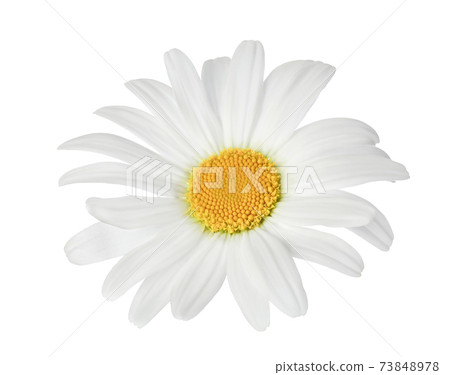 chamomile or daisies isolated on white background with clipping path. Set or collection. chamomile or daisies isolated on white background with clipping path. Set or collection. 73848978