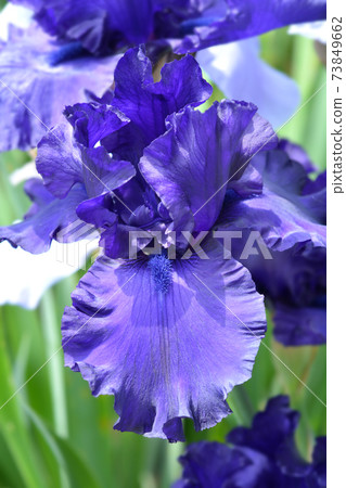 Tall bearded iris Dusky Challenger 73849662