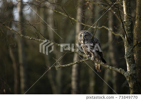 Great grey owl (Strix nebulosa) perched in a tree hunting over at forest in autumn. Great grey owl (Strix nebulosa) perched in a tree hunting over at forest in autumn. 73849770