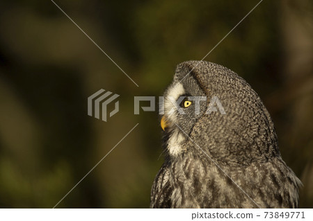 Portrait of Great grey owl, Strix nebulosa, with yellow eyes. Wildlife scene from Finland Portrait of Great grey owl, Strix nebulosa, with yellow eyes. Wildlife scene from Finland 73849771