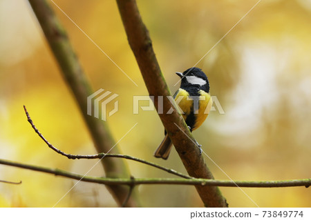 Great Tit, Parus major, black and yellow songbird sitting on the tree branch, Czech. Bird in nature. Garden songbird in the nature habitat. Great Tit, Parus major, black and yellow songbird sitting on the tree branch, Czech. Bird in nature. Garden songbird in the nature habitat. 73849774