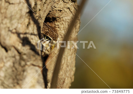 Little Owl ( Athene noctua) in the nesting tree hole in the forest, central Europe. Portrait of bird in the nature habitat, Germany. Wildlife scene from oak forest Little Owl ( Athene noctua) in the nesting tree hole in the forest, central Europe. Portrait of bird in the nature habitat, Germany. Wildlife scene from oak forest 73849775