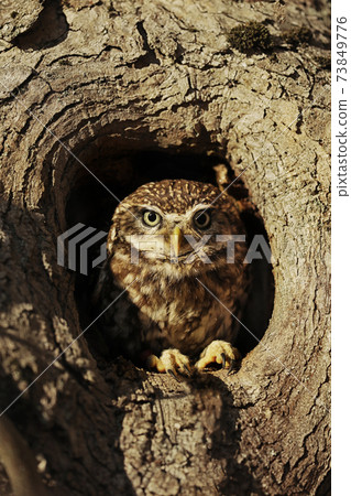Little Owl ( Athene noctua) in the nesting tree hole in the forest, central Europe. Portrait of bird in the nature habitat, . Little Owl ( Athene noctua) in the nesting tree hole in the forest, central Europe. Portrait of bird in the nature habitat, . 73849776