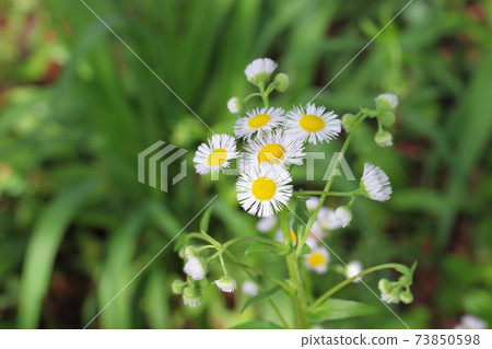 Hallion flowers 73850598