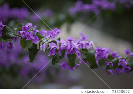 Violet bougainvillea background 73850602