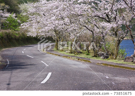 Cherry blossoms in full bloom on the roundabout road of Imutaike Cherry blossoms in full bloom on the roundabout road of Imutaike 73851675