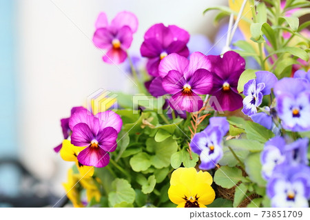 Viola flowers 73851709