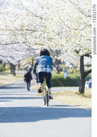 A young woman riding a bicycle through a row of cherry blossom trees A young woman riding a bicycle through a row of cherry blossom trees 73852570