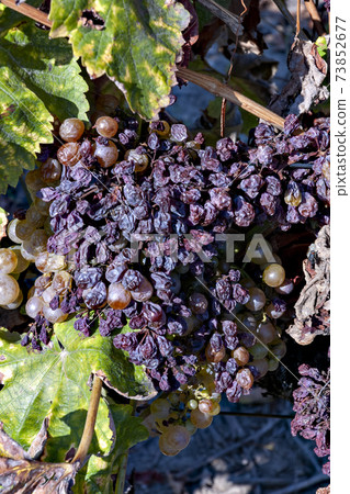 Sick French winemaking grapes Sick French winemaking grapes 73852677