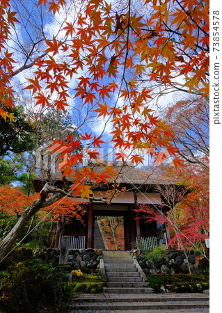 Autumn leaves of Jojakkoji Temple in Ogurayama, Kyoto 73854578