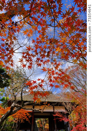 Autumn leaves of Jojakkoji Temple in Ogurayama, Kyoto 73854641