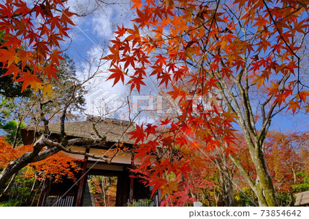 Autumn leaves of Jojakkoji Temple in Ogurayama, Kyoto 73854642