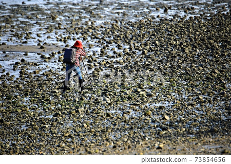 Beach, seashell work, photographer 73854656