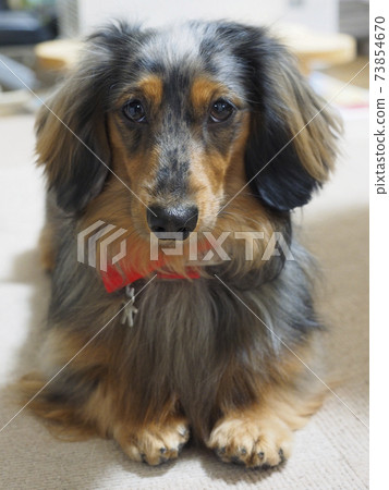 Kaninhen臘腸犬蓬鬆的姿勢 Kaninhen臘腸犬蓬鬆的姿勢 73854670