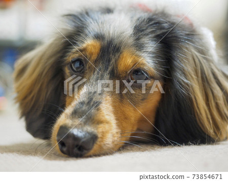 Kaninhen臘腸犬的臉 Kaninhen臘腸犬的臉 73854671