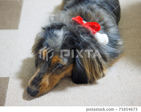 Lying down Kaninhen Dachshund 73854673