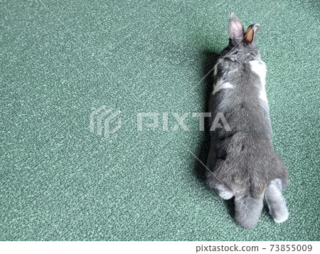 Relaxing rabbit 73855009