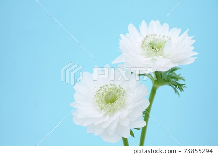 Anemones Anemones 73855294
