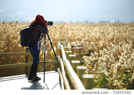 Autumn scenery, reed field 73855340