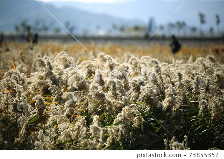 秋天的景色，蘆葦場 73855352