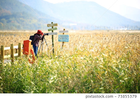 Autumn scenery, reed field 73855379