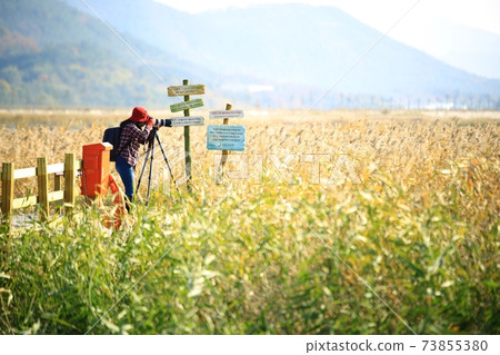 Autumn scenery, reed field 73855380