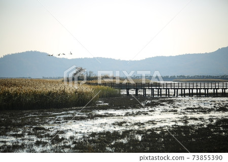 Autumn scenery, reed field 73855390