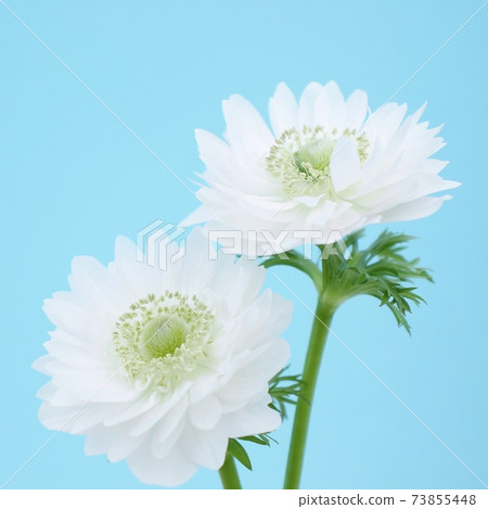 Anemones Anemones 73855448