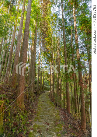 愛知縣豐田市大平市公園的秋葉 73855762