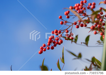 Southern skies and blue sky Southern skies and blue sky 73855796