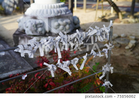 Lots of fortunes 73856002