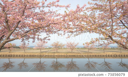 Mie Prefecture Kasamatsu Kawazu Sakura Road 73856079
